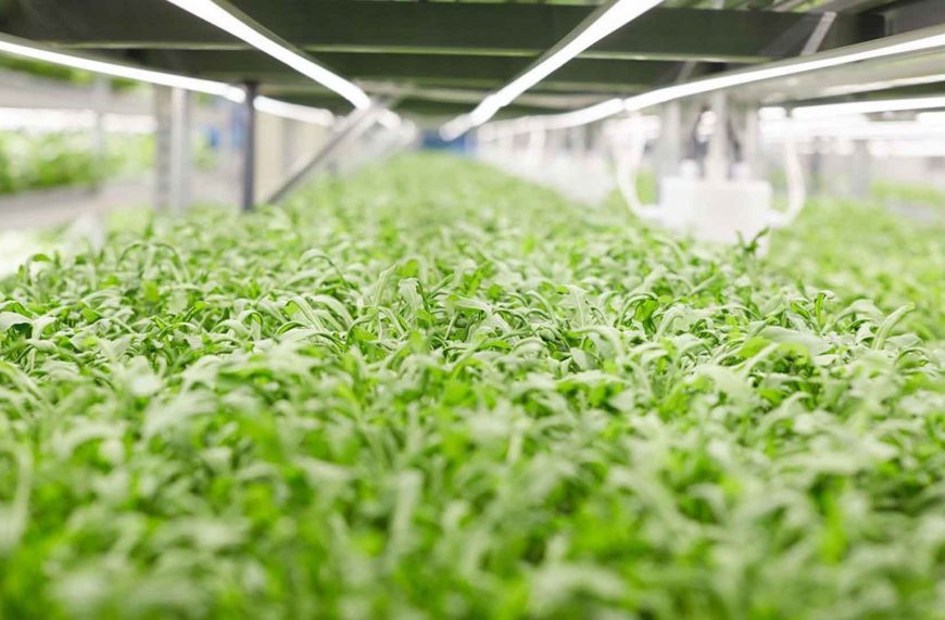 iFarm