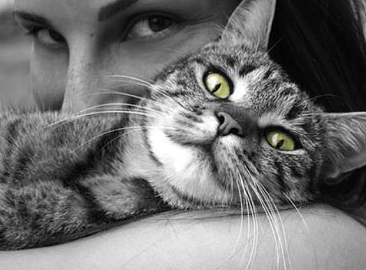 Франшиза BookingCat - сеть отелей для животных