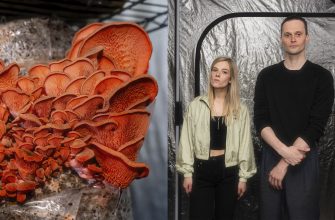 организовали ферму для выращивания экзотических грибов