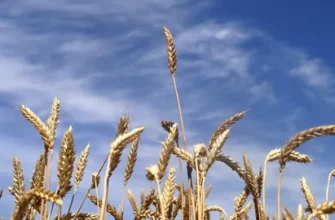 Куда Россия поставляла продовольствие