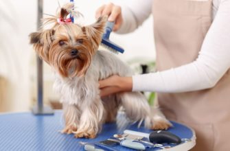 PetTech в России